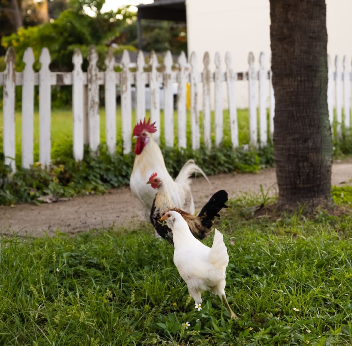 Ybor’s roaming chickens